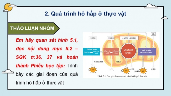 Soạn giáo án điện tử sinh học 11 Cánh diều Bài 5: Hô hấp ở thực vật