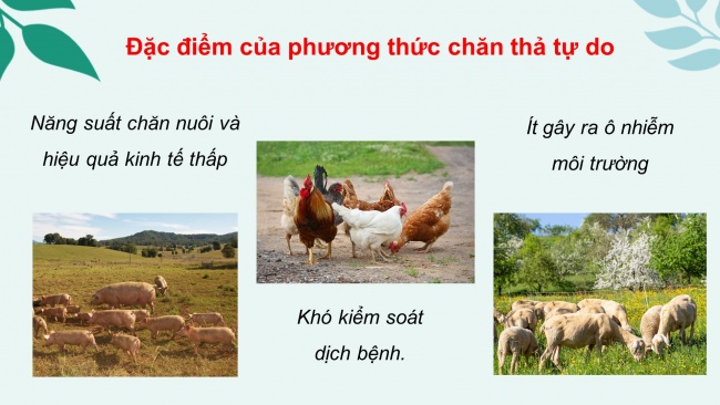 Bài giảng điện tử công nghệ chăn nuôi 11 cánh diều