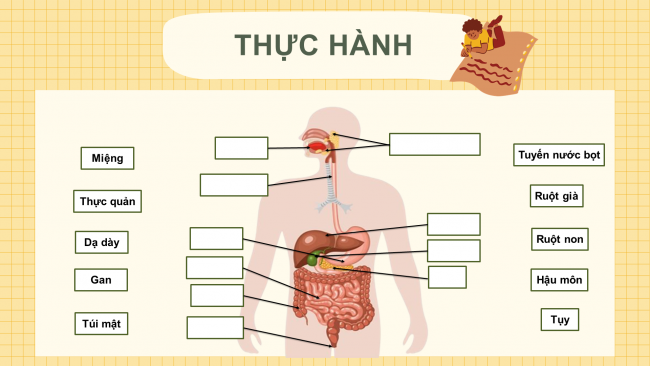 Bài giảng Powerpoint tự nhiên và xã hội 3 kết nối tri thức