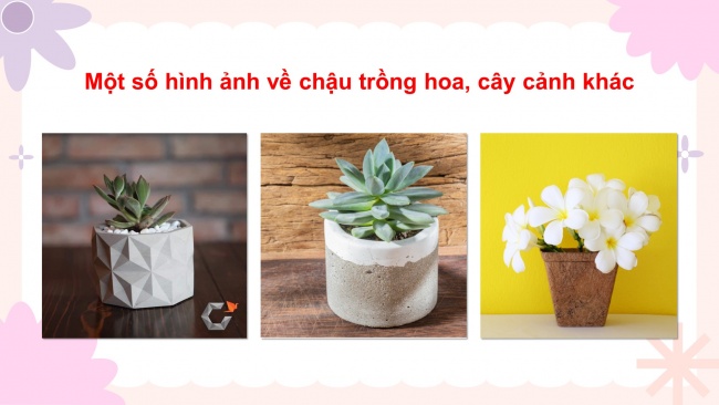 Soạn giáo án điện tử công nghệ 4 KNTT bài 3: Vật liệu và dụng cụ trồng hoa, cây cảnh trong