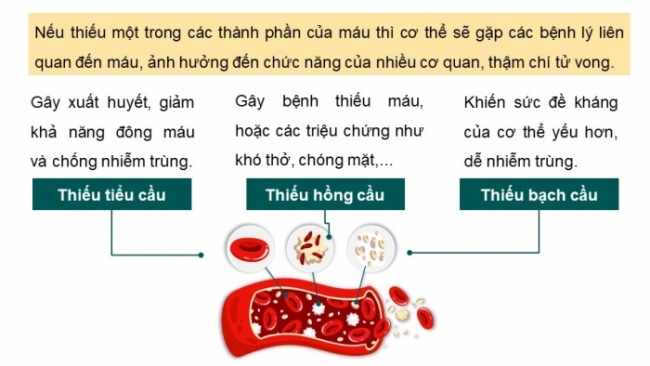 Soạn giáo án điện tử KHTN 8 KNTT Bài 33: Máu và hệ tuần hoàn của cơ thể người