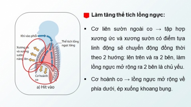 Soạn giáo án điện tử KHTN 8 KNTT Bài 34: Hệ hô hấp ở người