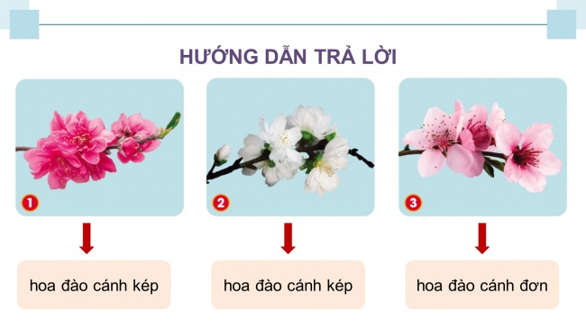 Soạn giáo án điện tử công nghệ 4 cánh diều Bài 2: Một số loại hoa phổ biến