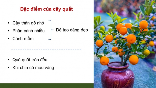 Soạn giáo án điện tử công nghệ 4 cánh diều Bài 3: Một số loại cây cảnh phổ biến