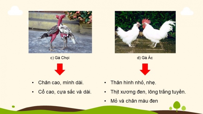 Soạn giáo án điện tử Công nghệ chăn nuôi 11 KNTT Bài 3: Khái niệm, vai trò của giống trong chăn nuôi