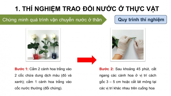 Soạn giáo án điện tử sinh học 11 KNTT Thực hành: Trao đổi nước và khoáng ở thực vật