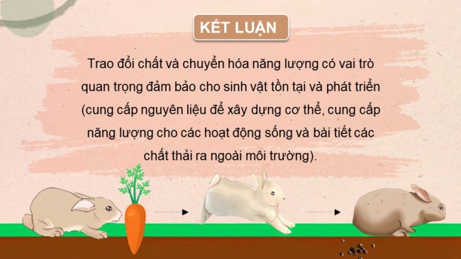 Soạn giáo án điện tử sinh học 11 CTST Bài 1: Khái quát về trao đổi chất và chuyển hoá năng lượng ở sinh vật