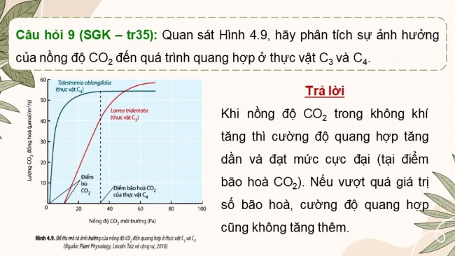 Soạn giáo án điện tử sinh học 11 CTST Bài 4: Quang hợp ở thực vật (P2)