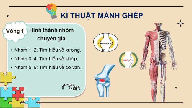 Soạn giáo án điện tử KHTN 8 CD Bài 28: Hệ vận động ở người