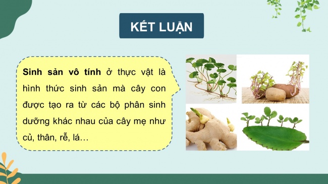 Bài giảng điện tử sinh học 11 kết nối tri thức