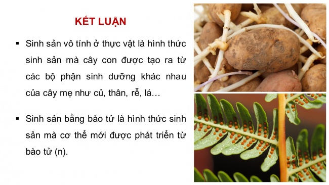 Bài giảng điện tử sinh học 11 cánh diều