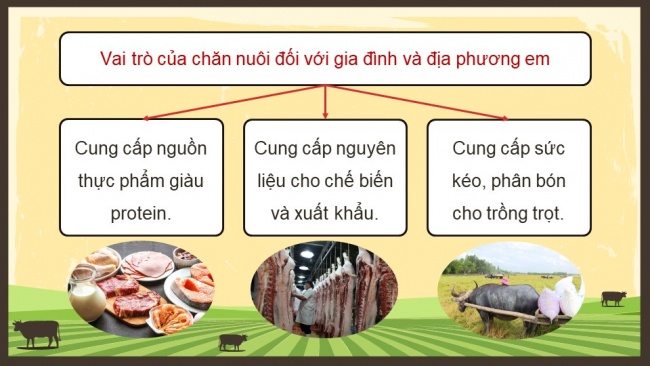 Soạn giáo án điện tử Công nghệ chăn nuôi 11 KNTT Bài 1: Vai trò và triển vọng của chăn nuôi