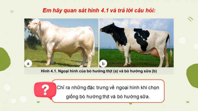 Soạn giáo án điện tử Công nghệ chăn nuôi 11 KNTT Bài 4: Chọn giống vật nuôi