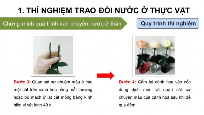 Soạn giáo án điện tử sinh học 11 KNTT Thực hành: Trao đổi nước và khoáng ở thực vật