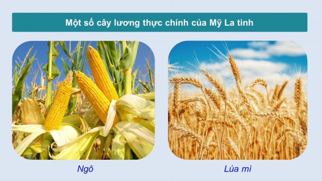 Soạn giáo án điện tử địa lí 11 CTST Bài 8: Tự nhiên, dân cư, xã hội và kinh tế Mỹ La tinh (Phần 2)