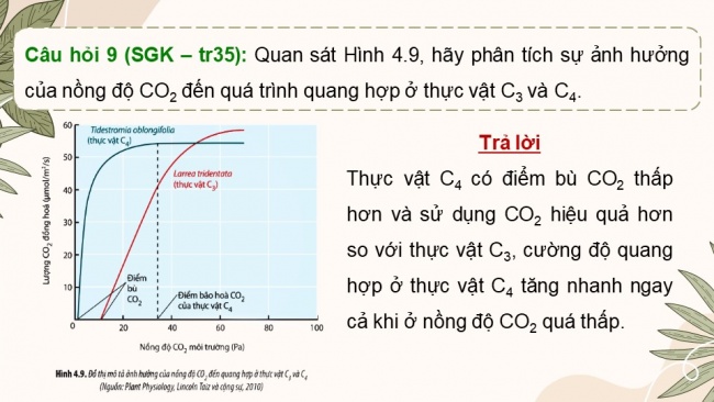 Soạn giáo án điện tử sinh học 11 CTST Bài 4: Quang hợp ở thực vật (P2)