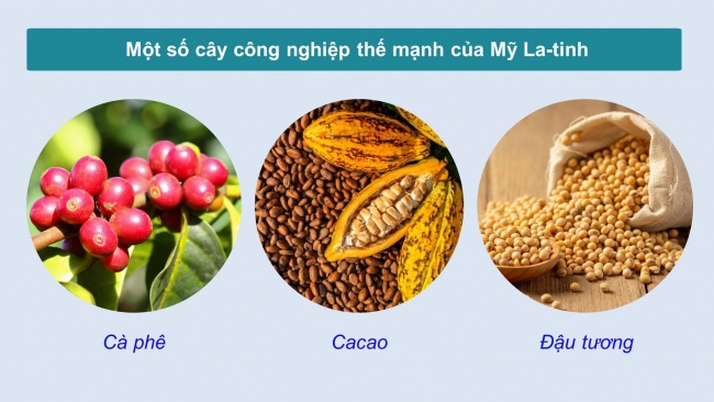 Soạn giáo án điện tử địa lí 11 Cánh diều Bài 7: Vị trí địa lí, điều kiện tự nhiên, dân cư, xã hội và kinh tế khu vực Mỹ La-tinh (Phần 2)