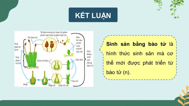 Bài giảng điện tử sinh học 11 kết nối tri thức