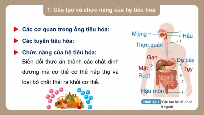 Soạn giáo án điện tử KHTN 8 KNTT Bài 32: Dinh dưỡng và tiêu hoá ở người