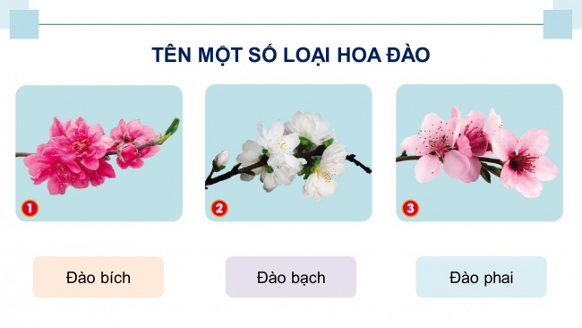 Soạn giáo án điện tử công nghệ 4 cánh diều Bài 2: Một số loại hoa phổ biến