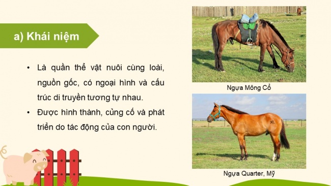 Soạn giáo án điện tử Công nghệ chăn nuôi 11 KNTT Bài 3: Khái niệm, vai trò của giống trong chăn nuôi