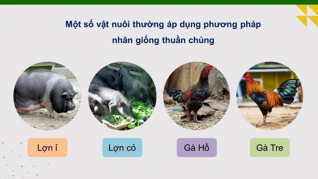 Soạn giáo án điện tử Công nghệ chăn nuôi 11 KNTT Bài 5: Nhân giống vật nuôi