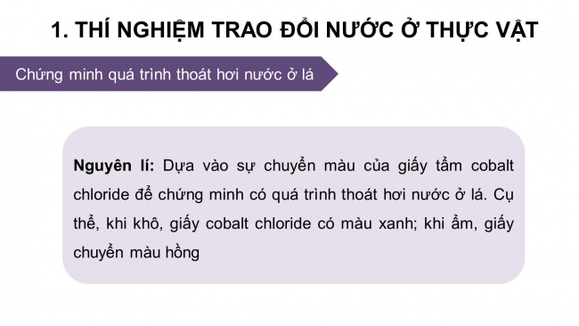 Soạn giáo án điện tử sinh học 11 KNTT Thực hành: Trao đổi nước và khoáng ở thực vật