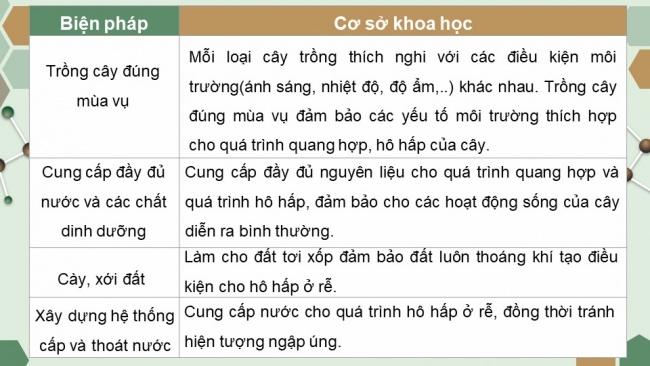 Soạn giáo án điện tử sinh học 11 KNTT Bài 6: Hô hấp ở thực vật (P2)