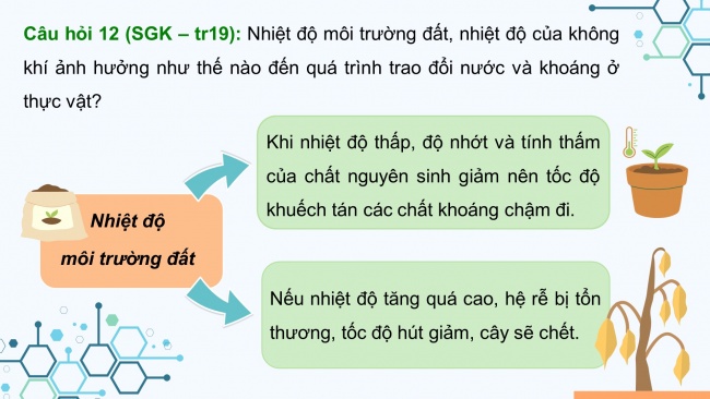 Soạn giáo án điện tử sinh học 11 CTST Bài 2: Trao đổi nước và khoáng ở thực vật (P2)