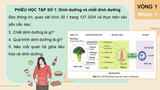 Soạn giáo án điện tử KHTN 8 CD Bài 29: Dinh dưỡng và tiêu hoá ở người