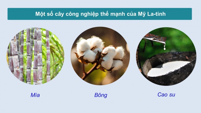 Soạn giáo án điện tử địa lí 11 Cánh diều Bài 7: Vị trí địa lí, điều kiện tự nhiên, dân cư, xã hội và kinh tế khu vực Mỹ La-tinh (Phần 2)