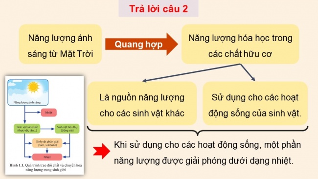 Soạn giáo án điện tử sinh học 11 Cánh diều Bài 1: Khái quát về trao đổi chất và chuyển hoá năng lượng