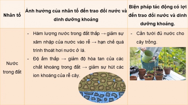 Soạn giáo án điện tử sinh học 11 Cánh diều  Bài 3: Các nhân tố ảnh hưởng đến trao đổi nước và khoáng ở thực vật