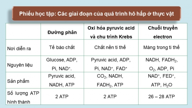 Soạn giáo án điện tử sinh học 11 Cánh diều Bài 5: Hô hấp ở thực vật