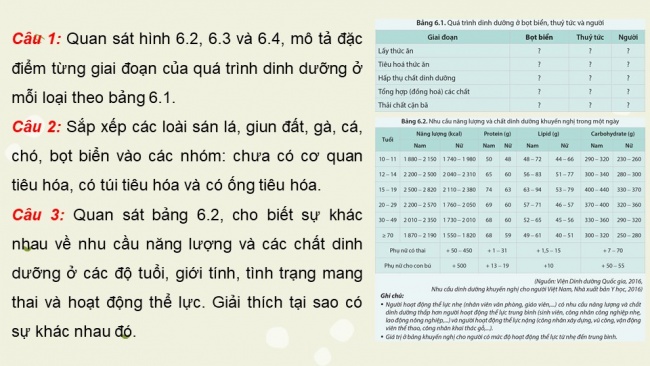 Soạn giáo án điện tử sinh học 11 Cánh diều  Bài 6: Dinh dưỡng và tiêu hoá ở động vật (P2)