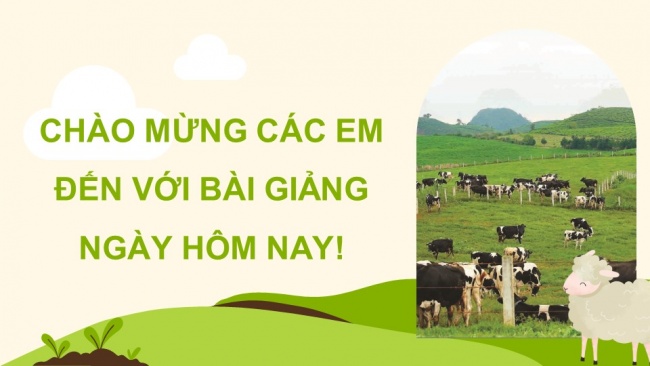 Soạn giáo án điện tử Công nghệ chăn nuôi 11 KNTT Bài 3: Khái niệm, vai trò của giống trong chăn nuôi