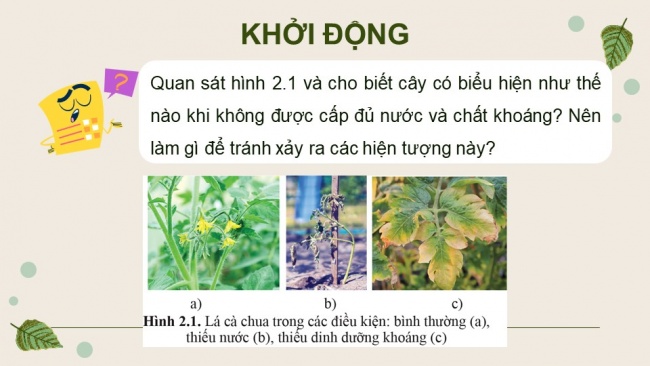 Soạn giáo án điện tử sinh học 11 Cánh diều Bài 2: Trao đổi nước và khoáng ở thực vật (P1)