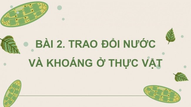 Soạn giáo án điện tử sinh học 11 Cánh diều Bài 2: Trao đổi nước và khoáng ở thực vật (P2)