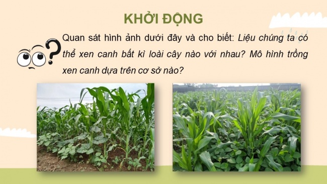Soạn giáo án điện tử sinh học 11 Cánh diều Bài 4: Quang hợp ở thực vật (P1)