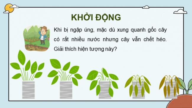 Soạn giáo án điện tử sinh học 11 Cánh diều Bài 5: Hô hấp ở thực vật