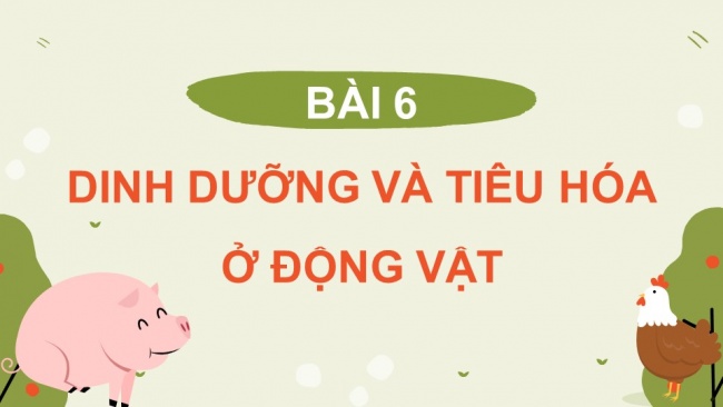 Soạn giáo án điện tử sinh học 11 Cánh diều  Bài 6: Dinh dưỡng và tiêu hoá ở động vật (P2)