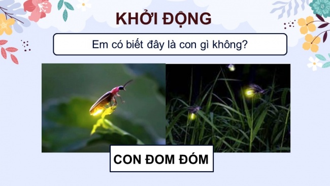 Soạn giáo án điện tử Tiếng Việt 4 CD Bài 7 Đọc 4: Anh đom đóm