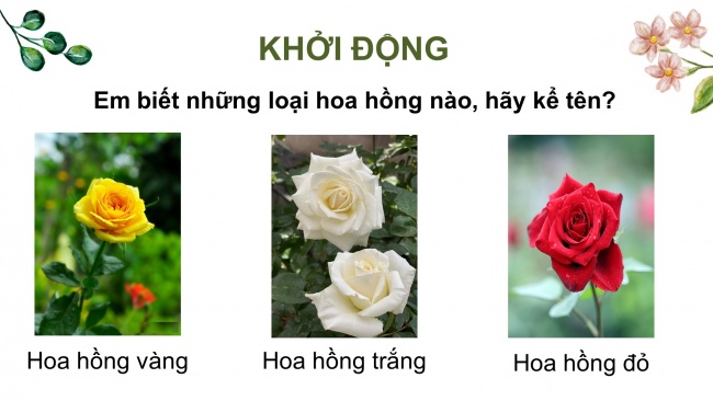 Soạn giáo án điện tử Tiếng Việt 4 CD Bài 7 Nói và nghe 1: Kể chuyện: Cây hoa hồng bạch