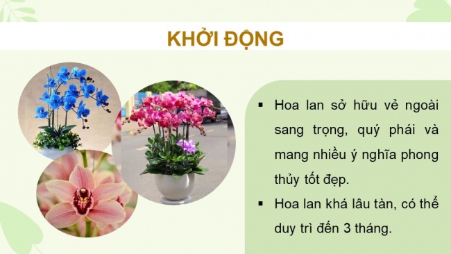 Bài giảng điện tử sinh học 11 chân trời sáng tạo