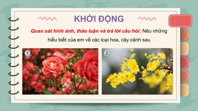 Soạn giáo án điện tử công nghệ 4 KNTT bài 2: Một số loại hoa, cây cảnh phổ biến