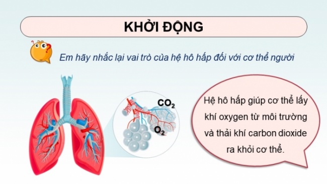 Soạn giáo án điện tử KHTN 8 KNTT Bài 34: Hệ hô hấp ở người