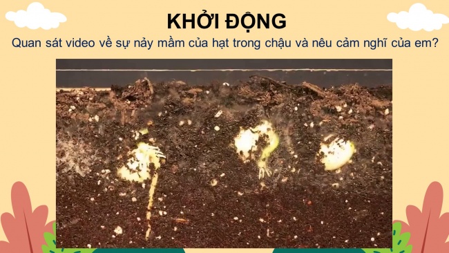 Soạn giáo án điện tử công nghệ 4 CTST Bài 3: Gieo hạt và trồng cây hoa trong chậu