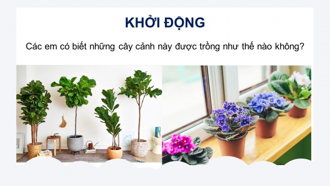 Soạn giáo án điện tử công nghệ 4 CTST Bài 4: Trồng cây cảnh trong chậu