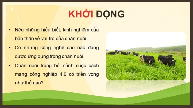 Soạn giáo án điện tử Công nghệ chăn nuôi 11 KNTT Bài 1: Vai trò và triển vọng của chăn nuôi