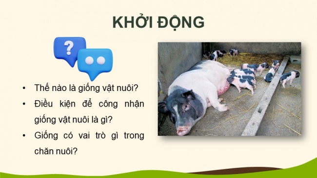 Soạn giáo án điện tử Công nghệ chăn nuôi 11 KNTT Bài 3: Khái niệm, vai trò của giống trong chăn nuôi